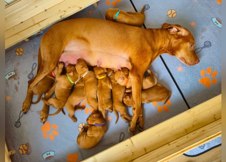 Magyar Vizsla Welpen reinrassig