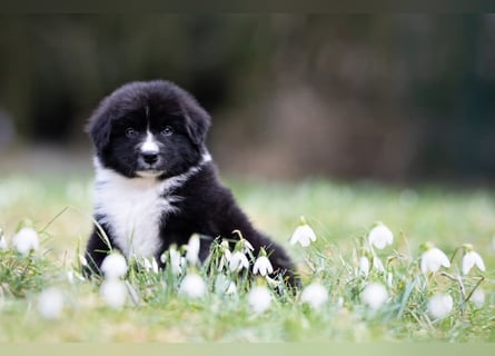 Australian Shepherd Welpen mit ASCA Papieren