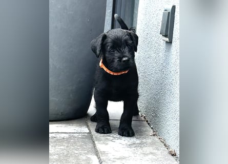 Mittelschnauzer Welpe Rüde