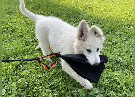 Weiße Schäferhundwelpen - Herzensbrecher für Familie, Sport und Show