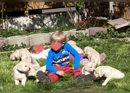 Goldendoodle & Labradoodle Labrador+Golden+Retriever+Pudel Welpen