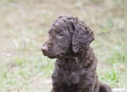 Curly Coated Retriever – braune Rüden (8 Wochen) aus dem Zwinger Cornrow