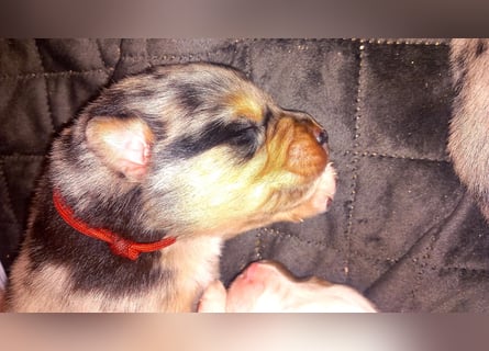 Australian shepherd border colli mix welpen Mitte Mai