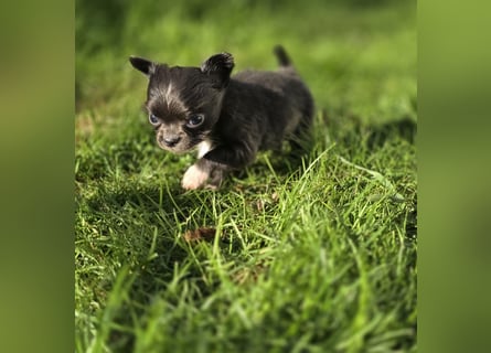 Chihuahua Welpen mit Ahnentafel