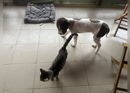 Hugo, a purebred Lagotto Romagnolo male, 9 months old