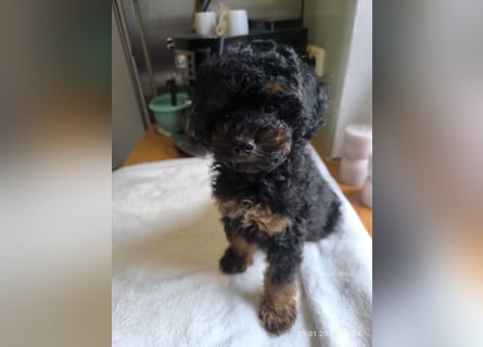 *Reinrassige*Toypudel*Toy-Pudel*sind bereit für neue Abenteuer*