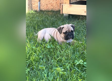 Zuckersüße Freiatmige Bulldoggenwelpen