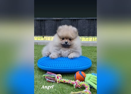 Reinrassige Pomeranian-Hündinnen mit Ahnentafel suchen ihre Traumfamilien