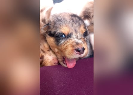 Australian shepherd border colli mix welpen Mitte Mai