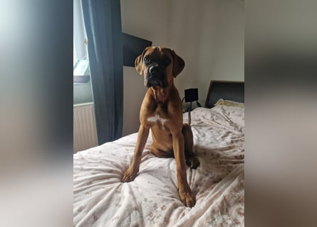 Wunderschöne Boxerwelpen!