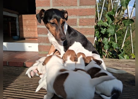 Jack Russell Terrier tricolor reinrassig