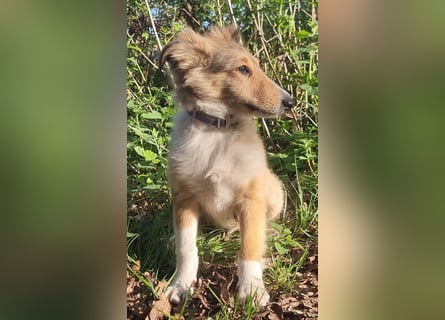 Hübsche Amerikanische Collie Welpen