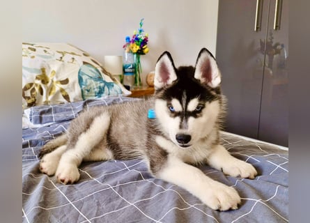 FCI Pedigree Blue Eyed Black & White Siberian Husky 