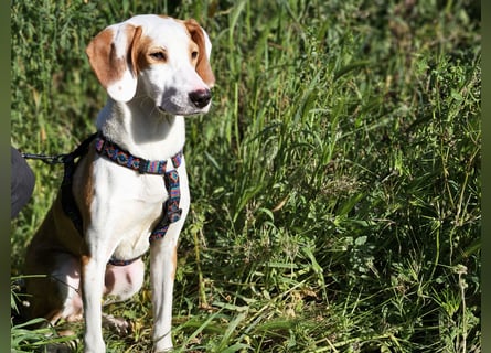 Settimo: wer will mein Freund sein?