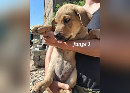 Ab sofort liebevolle Hände für drei wunderschöne Jungs gesucht.