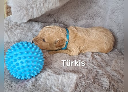 Maltipoo Welpen