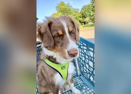 1 kleine Australian Shepherd Hündin( Welpe) braun/redtri (Minimix/Reinrassig)+ Gesundheitszeugnis