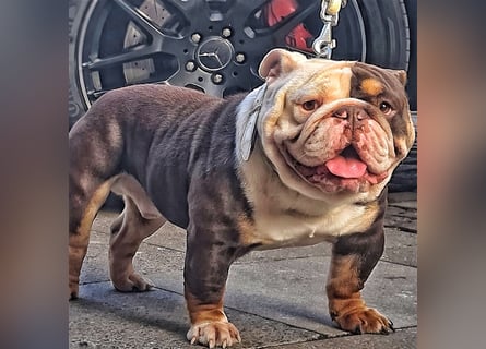 english Bulldogwelpen (Rarität!!)