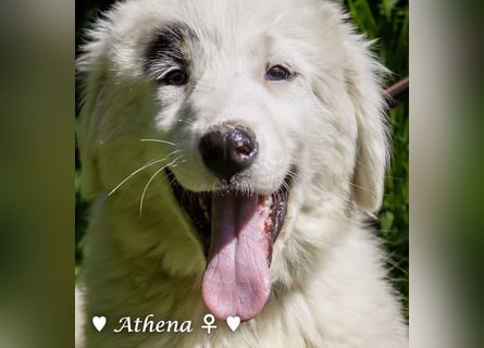 Athena sucht ein Zuhause