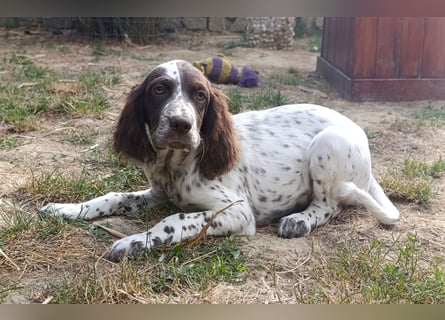 English setter Rüde Welpe