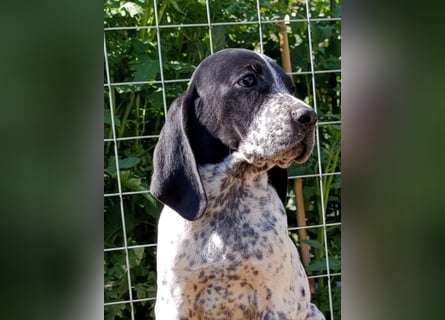 Braque d'Auvergne (Auvergne Vorstehhund) Welpe