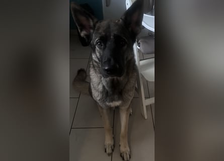 Schöner sozialisierter Familienschäferhund sucht ein zu Hause