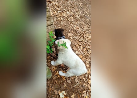Labrador-Mischlingswelpe sucht liebevolles Zuhause