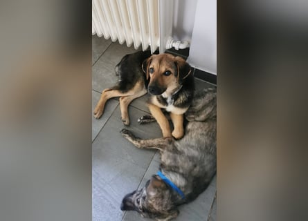 Gigi  ist in der Südpfalz zu besuchen