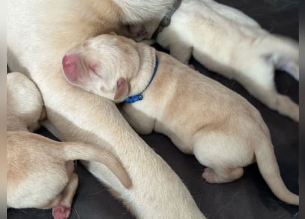 Labrador-Welpen in champagner mit Ahnentafel