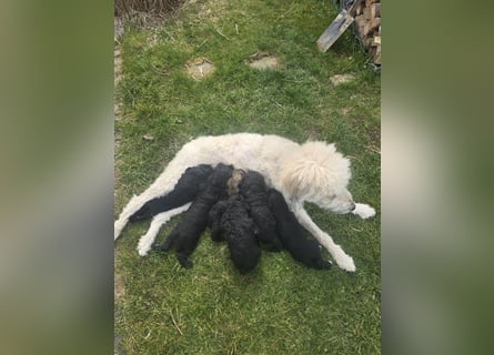 Goldendoodle F2b