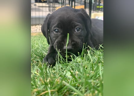 Reinrassige Labrador Welpen m.P. aus liebevoller Zucht