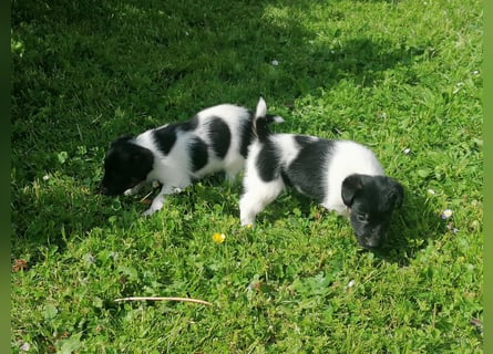 Foxterrier 