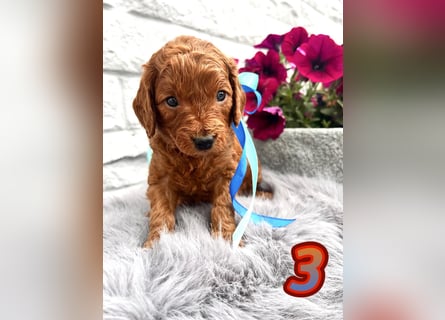 Wunderschöne Cockapoo/Cockerpoo Welpen