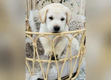 Traumhafte Labrador Retriever Welpen mit Ahnentafel-Abgabebereit-
