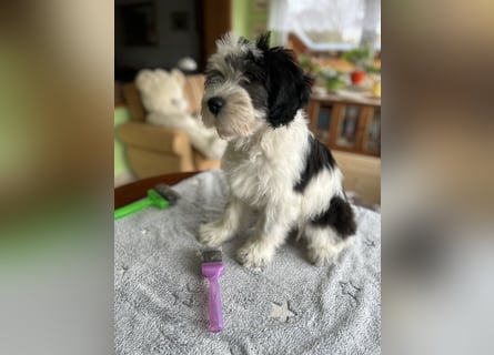 Polski Owczarek Nizinny - Polnischer Niederungs Hütehund -  PON
