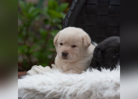 Wunderschöne Labrador Welpen sind noch frei!
