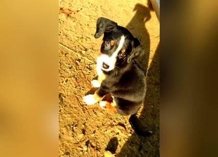 Appenzeller Sennenhund