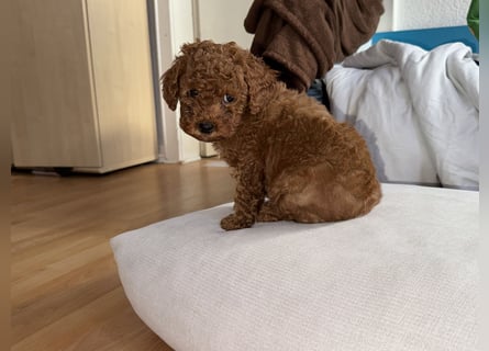 Pudel! Wundervolle Welpen suchen bald ein liebevolles Zuhause!