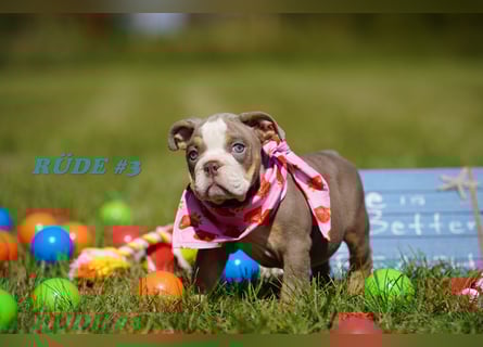 Reinrassige Freiatmende Englische Bulldogge Welpen auf Familiensuche