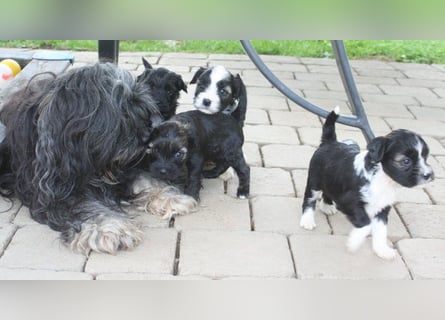 Kirsei-Kra Tibet Terrier Welpen ( VDH / ILT )