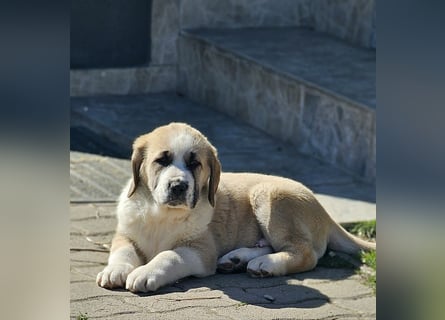 Mittelasiatischer Schäferhund mit stammbaum