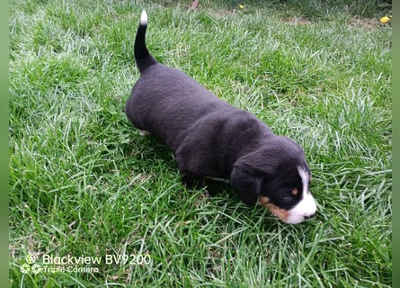 Entlebucher Sennenhund Welpen