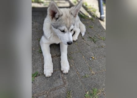 Akita - Husky Welpen