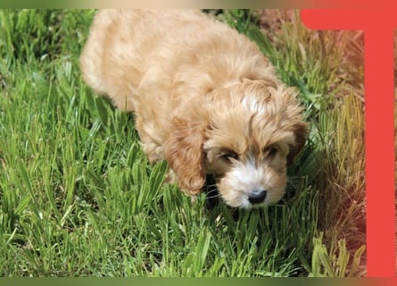 Cockapoo bereit zum Lieben!  - Schenken Sie sich selbst bedingungslose Liebe –