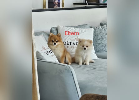 Pomeranian Spitz