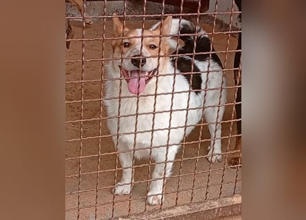 ❤️ süßer kleiner Stenz PABLO - 3 Jahre, 30cm - Corgi-Jack-Russel-Mix