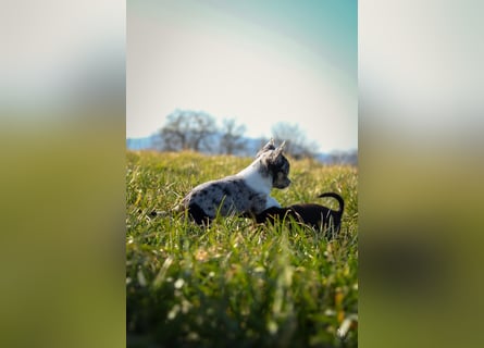 Chihuahuawelpen