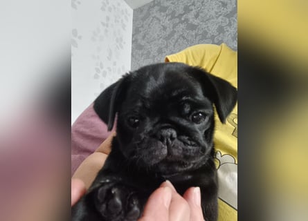 Mops welpen ab sofort Abgabe bereit.