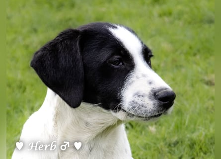 Holly, Hank und Herbie suchen ab sofort ein Zuhause