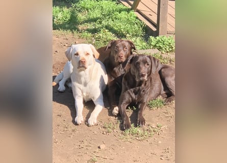 Labrador